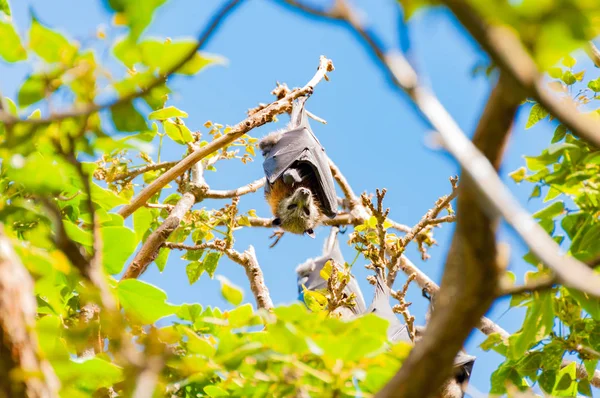 Flying fox or Australian fruit bat hanging on tree