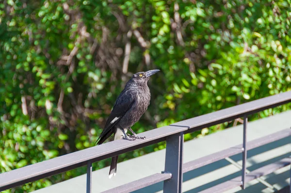 Ausztrál natív currawong madár ül a vasúti — Stock Fotó