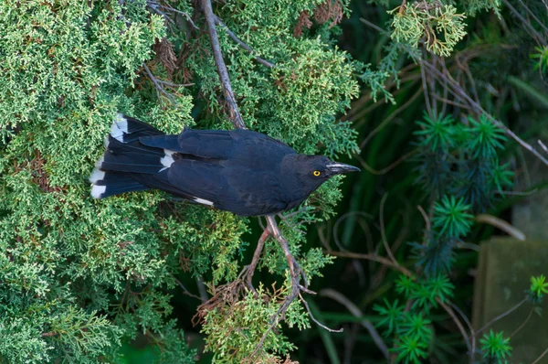 Currawong-ptáček sedící na větvi — Stock fotografie