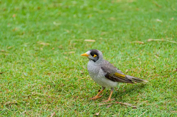 Indiánský pták z Myna na zeleném trávníku — Stock fotografie