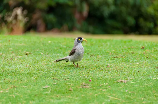 Yeşil çim üzerinde Hint Myna kuş — Stok fotoğraf