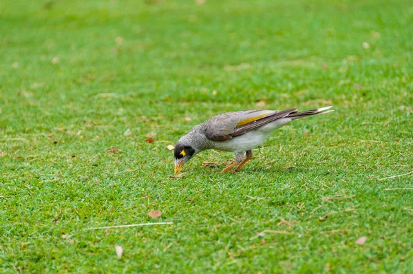 Indiánský pták z Myna na zeleném trávníku — Stock fotografie