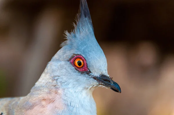 Close up portrait of crested pigeon bird — Stock Photo, Image