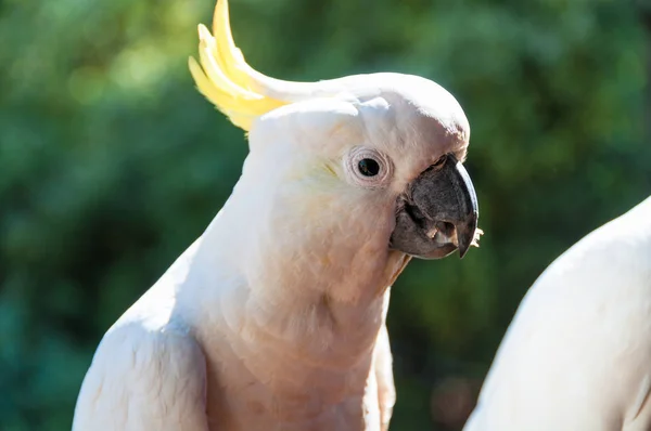 Australsk svovl crested cockatoo fugl - Stock-foto