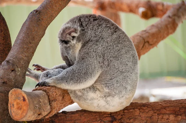 Ausztrál koala medve portré — Stock Fotó