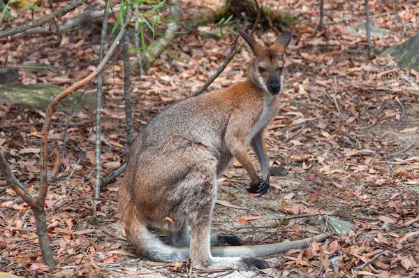 Australiano salvaje de cuello rojo wallaby — Foto de Stock