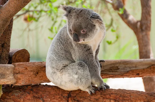 Australijski portret niedźwiedzia Koala — Zdjęcie stockowe