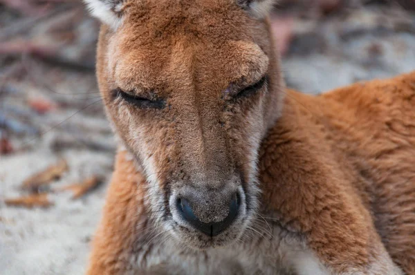 Antílopino salvaje australiano canguro rojo animal — Foto de Stock