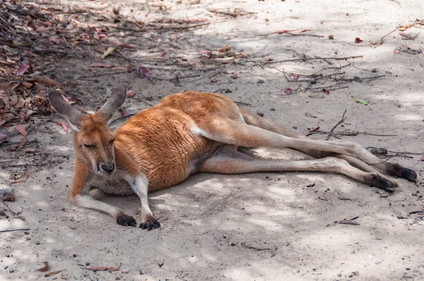 Ausztrál vadon élő antilopine vörös óriáskenguru állat — Stock Fotó