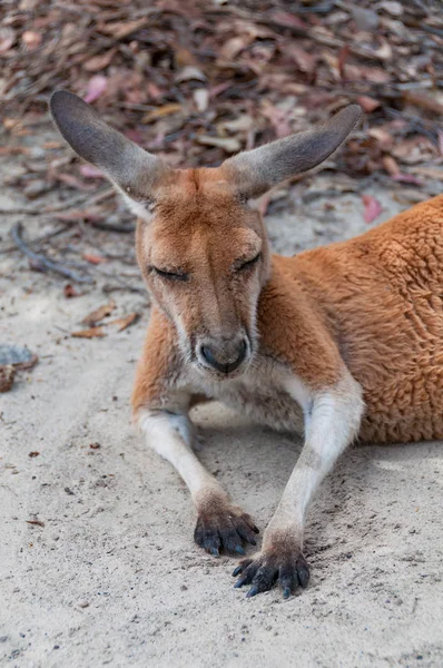 Antílopino salvaje australiano canguro rojo animal — Foto de Stock