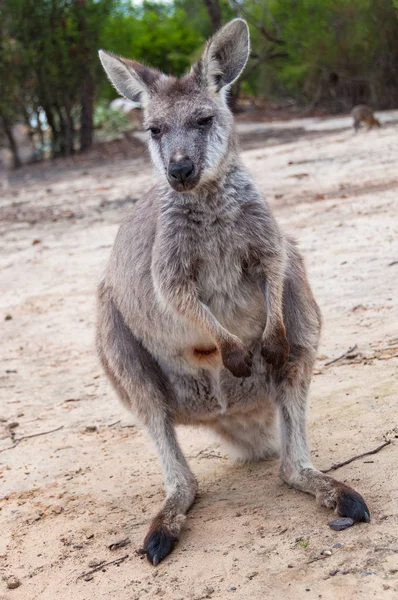 Australian Eastern Grey Canguro escena de la vida silvestre — Foto de Stock