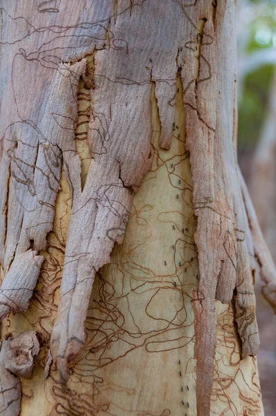 Textura kůry stromu eukalyptu — Stock fotografie
