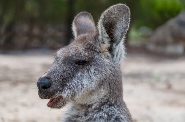 Ausztrál kenguru állat közelről portré — Stock Fotó