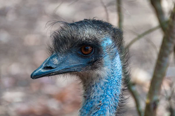 Avustralya emu kuş yakın portre — Stok fotoğraf