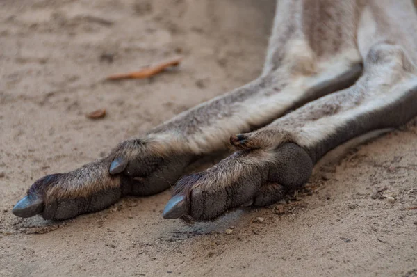 Australiano canguru patas traseiras, pés — Fotografia de Stock