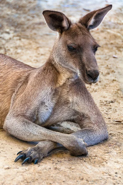 Retrato de canguro australiano — Foto de Stock