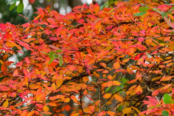 Otoño, hojas de otoño fondo — Foto de Stock