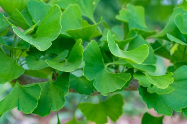 Ginkgo biloba ağaç yakın yaprakları