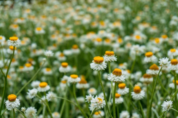 Flores de camomila brancas e amarelas em um campo, prado — Fotografia de Stock