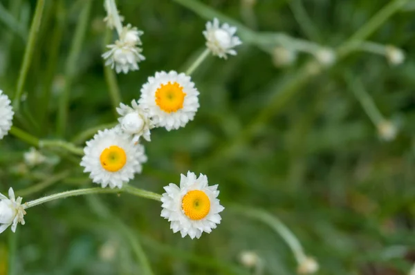 Flores de camomila brancas e amarelas em um campo, prado — Fotografia de Stock