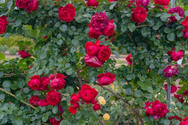 Barevné květy růže — Stock fotografie