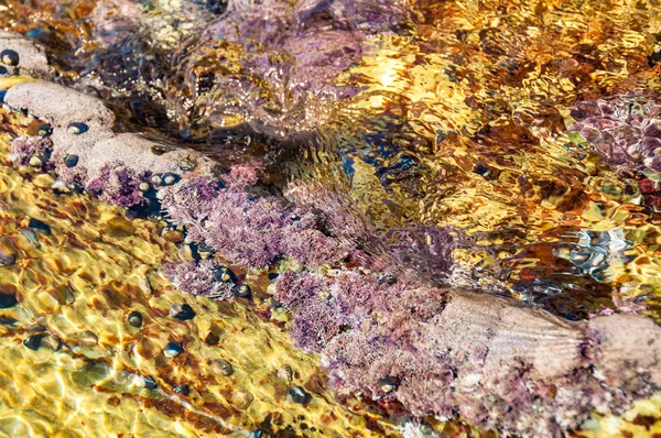 Muscheln, Korallen und Algen Natur Hintergrund — Stockfoto
