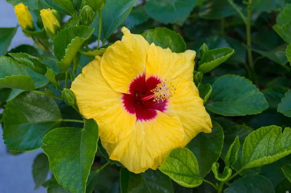 Rosa china de color amarillo brillante, flor de hibisco de cerca — Foto de Stock
