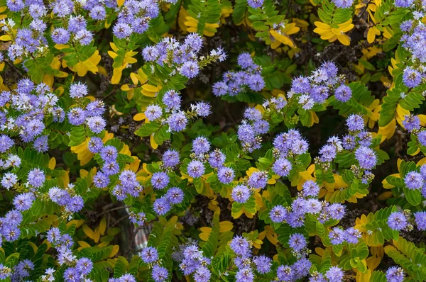 Natureza fundo de flores azuis nativas australianas — Fotografia de Stock
