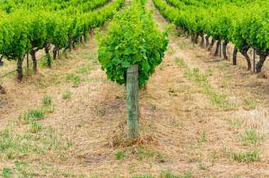Bağda üzüm asma bitkileri sıraları