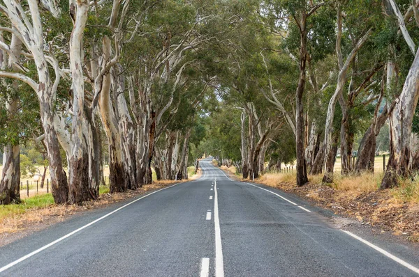 Malownicza droga z eukaliptusowymi drzewami po bokach — Zdjęcie stockowe