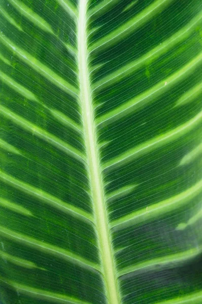 Grüne tropische Blätter aus nächster Nähe — Stockfoto