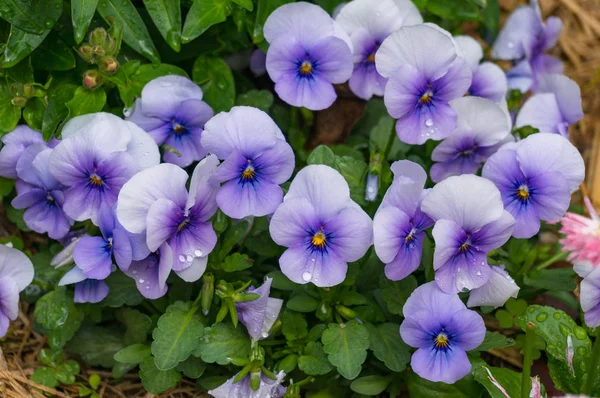 Violet flowers close up — Stock Photo, Image