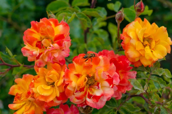 Färgglada rosa blommor — Stockfoto