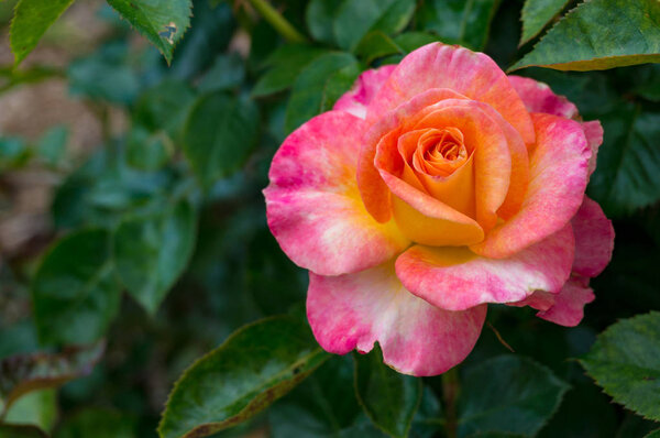 Nature background of pink rose flower in full bloom