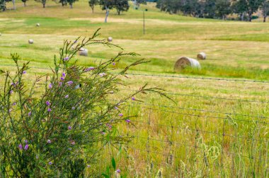 Tarlada ot ve saman balyası ile kırsal peyzaj