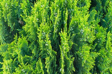 Parlak sedir doğa arka plan, selvi yaprakları