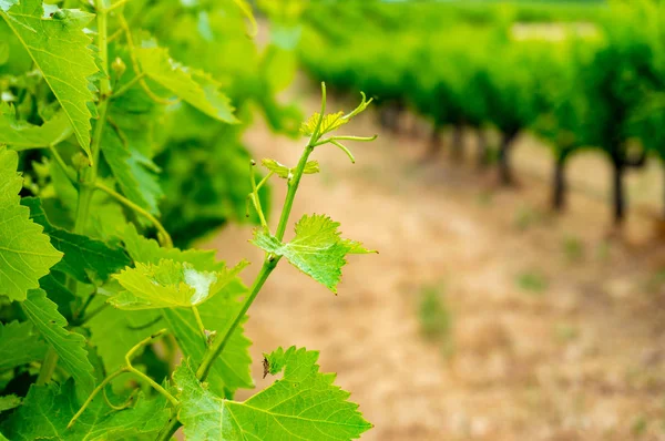 Close up of grape vine leaves on vineyard — Stock Photo, Image