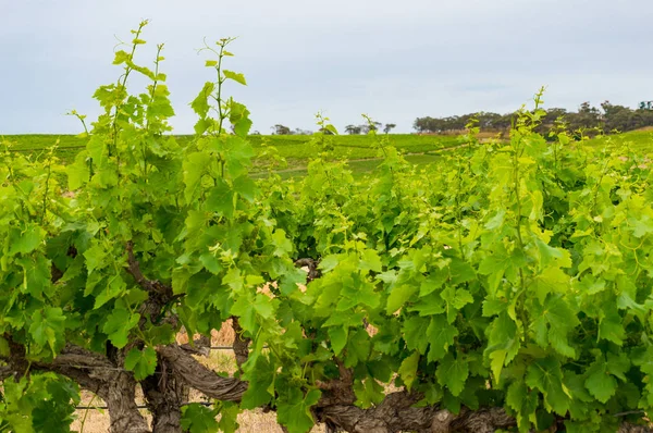 Spectaculair vinery landschap met groenn wijnstok planten — Stockfoto