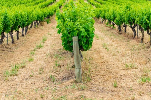 Filas de plantas de vid en viñedo — Foto de Stock