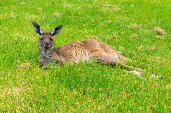 Canguro australiano tendido sobre hierba verde — Foto de Stock