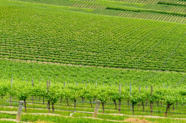 Wijngaardlandschap van groene druivenranken op de heuvel — Stockfoto