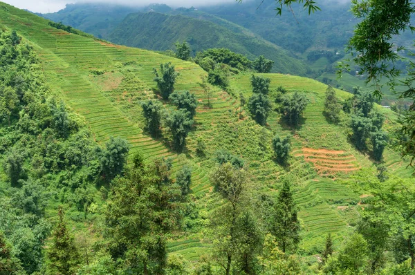Paisaje de verano de espectaculares terrazas de arroz en la colina — Foto de Stock