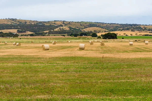 Picturesque rural landscape of straw bales on field — Stock Photo, Image