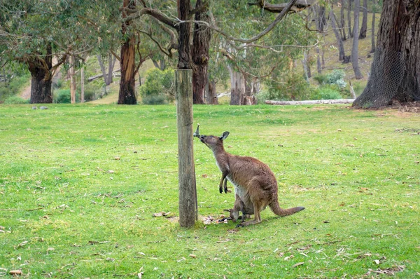 Wallaby hembra con agua potable alegre en el parque — Foto de Stock