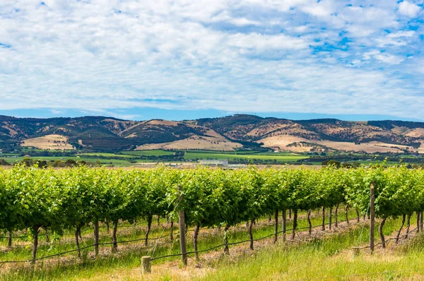 Bela paisagem de vinha e céu pitoresco — Fotografia de Stock