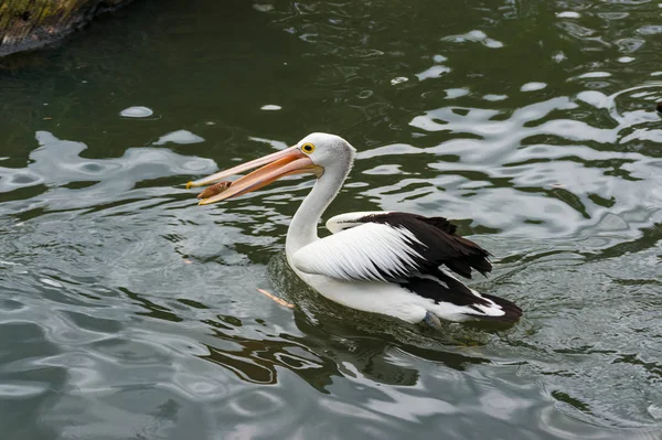Пеликан ест рыбу — стоковое фото