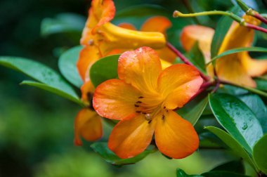 Parlak turuncu tropikal egzotik çiçek