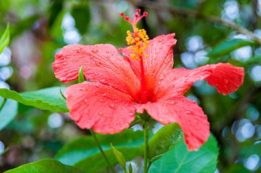 Parlak kırmızı ebegümeci çiçek yakın