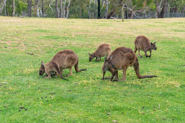 Толпа кенгуру, валлаби пасутся на зеленой траве — стоковое фото