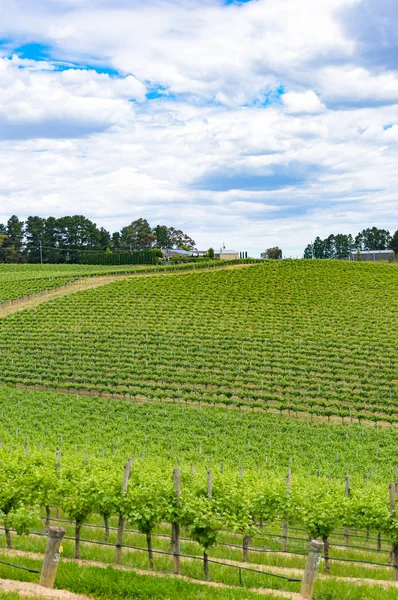 Picturesque grape vineyard filed — Stock Photo, Image